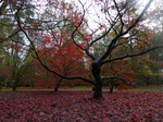 FZ009448 Red leaves on floor.jpg